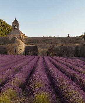 Découvrir l'Abbaye de Sénanque
